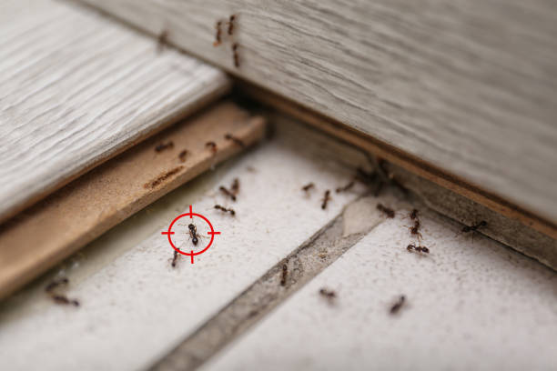 Best Cockroach Control Services  in Castle Rock, WA