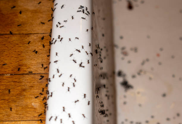  Castle Rock, WA Pest Control Pros